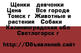 Щенки - девчонки › Цена ­ 2 - Все города, Томск г. Животные и растения » Собаки   . Калининградская обл.,Светлогорск г.